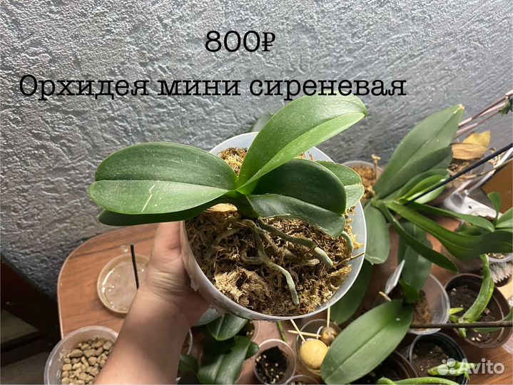 Орхидея фиолетовая мини