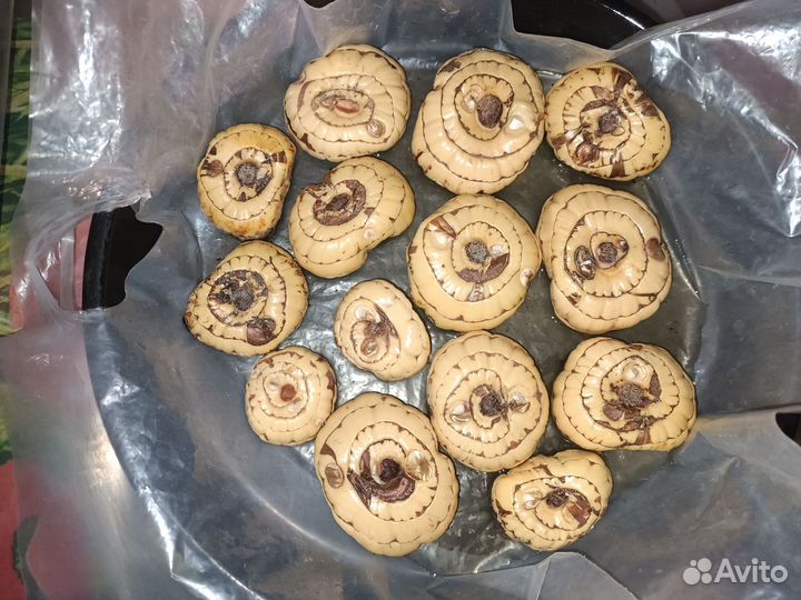 Гладиолусы луковицы