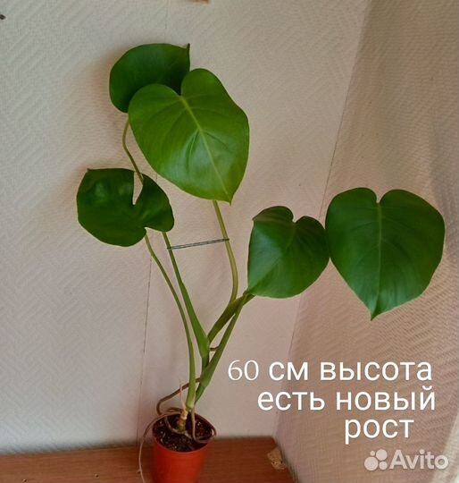 Монстера делициоза