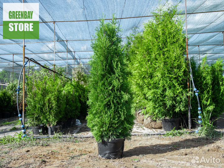 Туя колумна 1,4 м свежая копка 2023