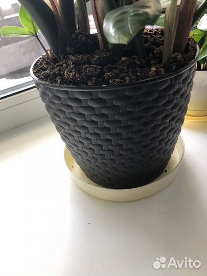 Замиокулькас