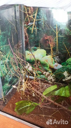 Аннамский палочник