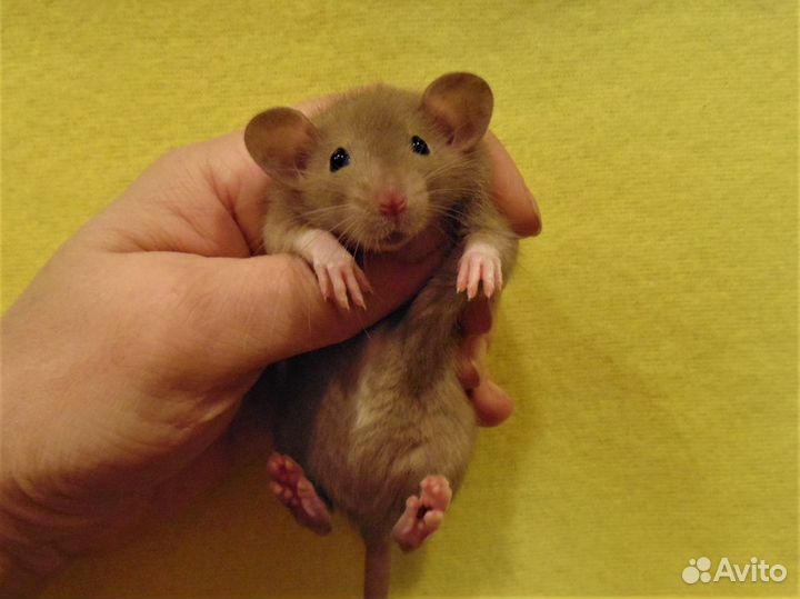Крысы, крысята дамбо от заводчика, клетки