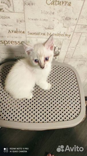 Меняю кошечку на корм)