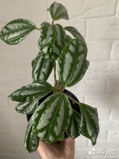 Пилея,гинура,коллизия,аихризон