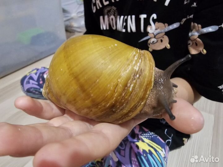 Улитки архахатины