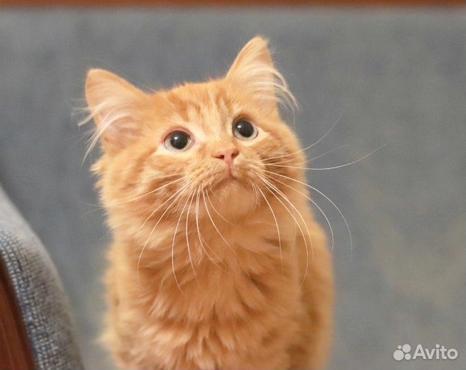 Коты бесплатно