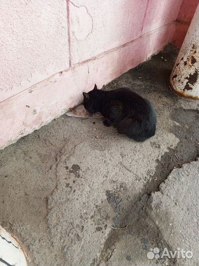 Кот в добрые руки