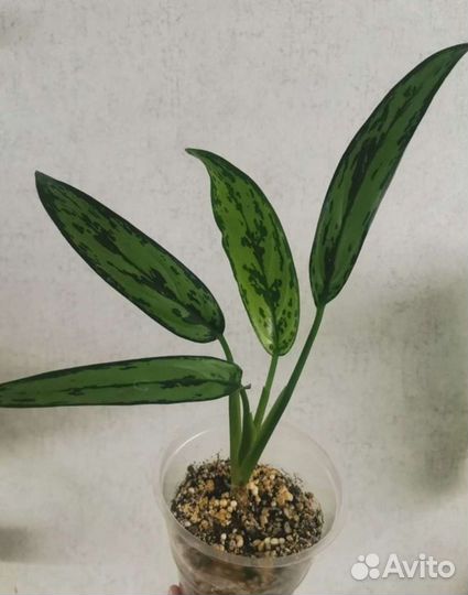 Аглаонема Cutlass