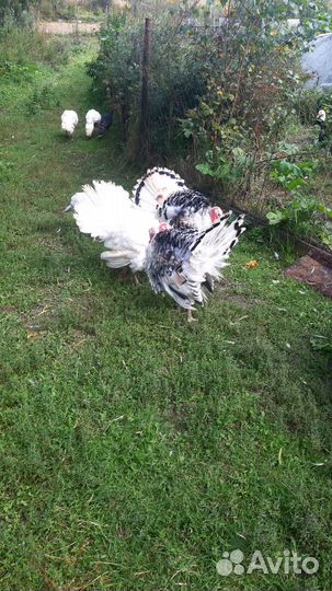 Продам индюков,индюшек