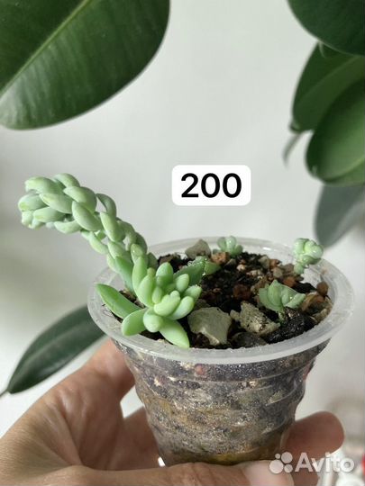 Очиток Моргана