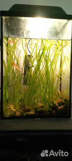 Аквариум