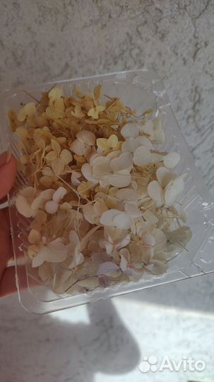 Гортензия сухоцвет для творчества