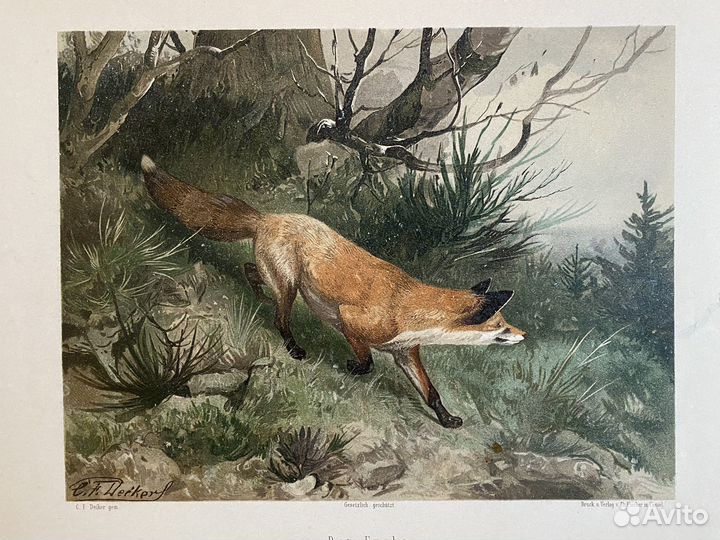 Старинная литография Лиса