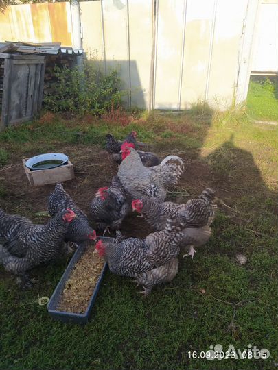 Куры петухи