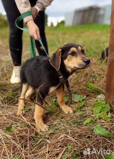 Щенок-девочка