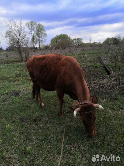 Продаётся Корова
