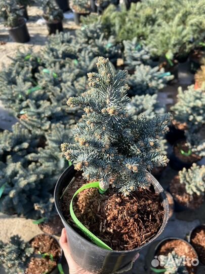 Ель колючая Glauca globosa