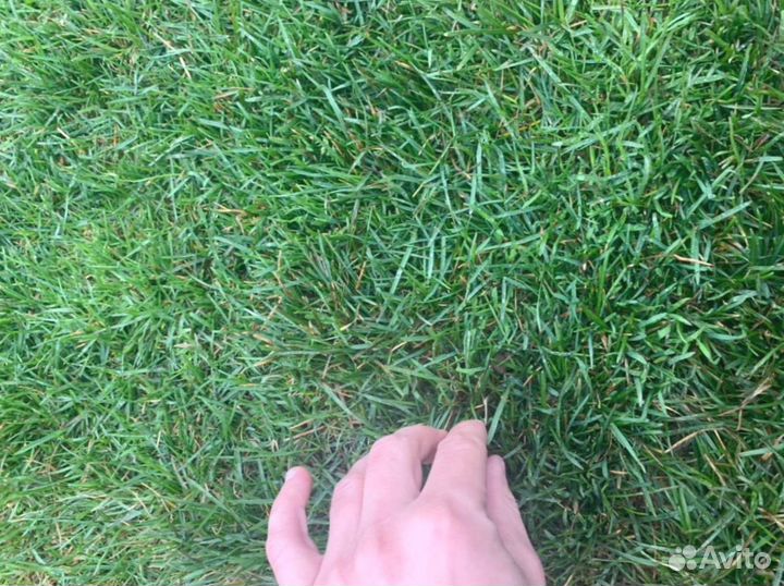 Рулонный газон 