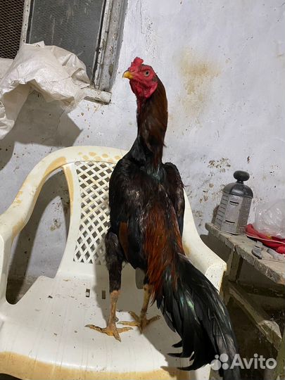Бойцовский петух