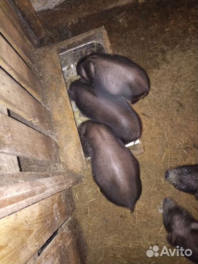 Вьетнамские поросята