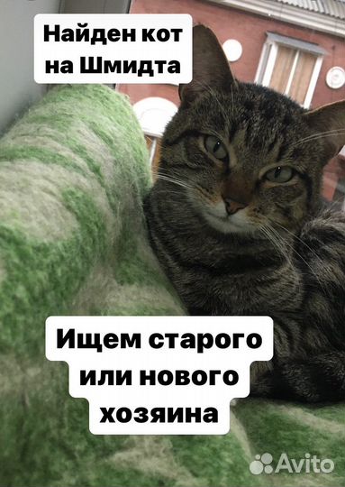Найден кот на улице Шмидта