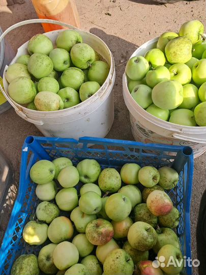 Яблоки домашние