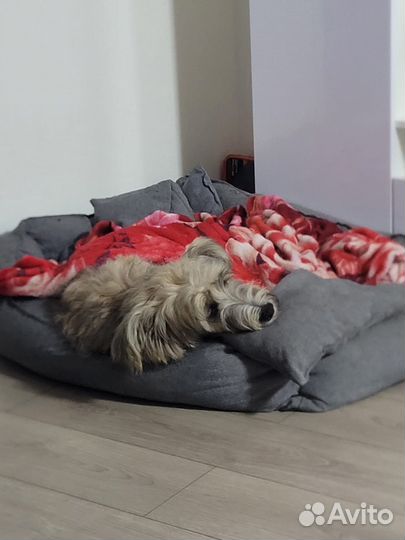 Собака ищет дом