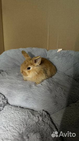 Декоративный кролик минилоп породы баран