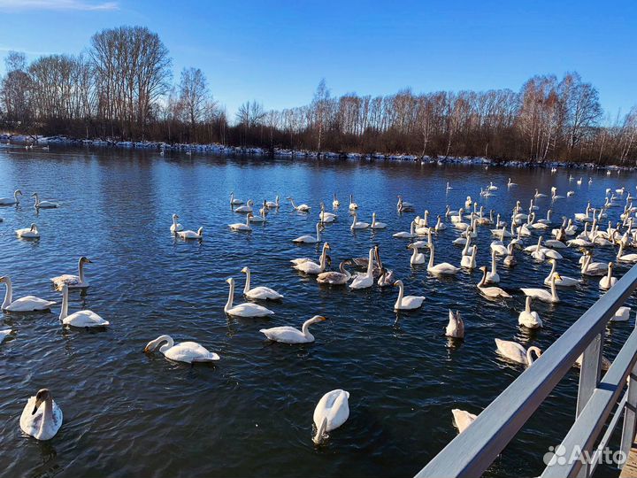 Новогодние каникулы в Республике Алтай