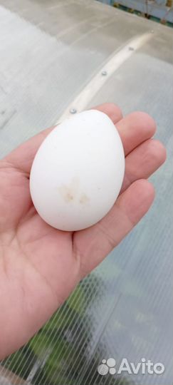 Куры несушки