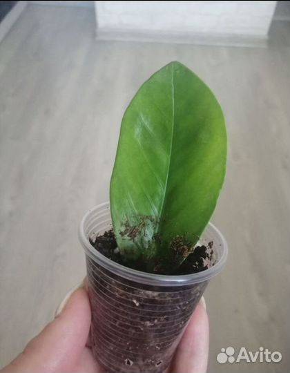 Замиокулькас лист