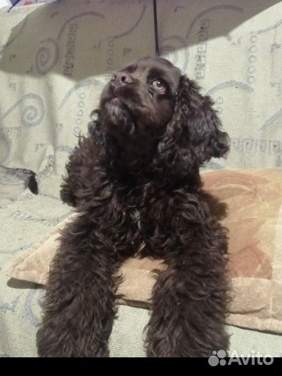 Американский спаниель