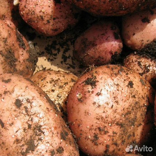 Продам картофель домашний