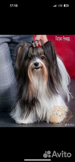 Щенки бивер йорка