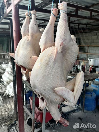 Индюки хайбрид конвертер