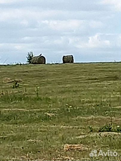 Сено в рулонах 2023