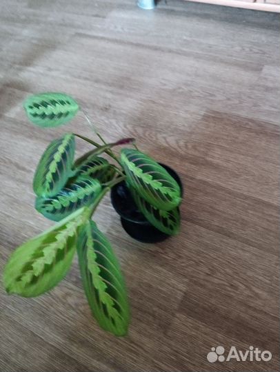 Маранта триколор