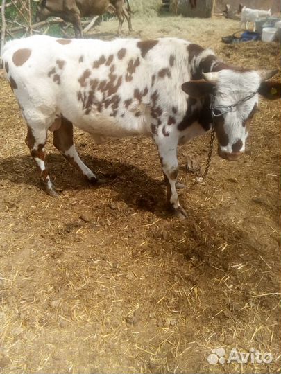 Коровы тёлки и бычки