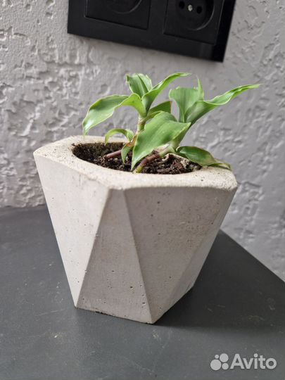 Комнатные цветы, драцена, золотой ус, хлорофитум