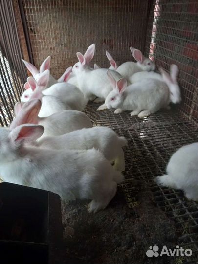 Белый Паннон