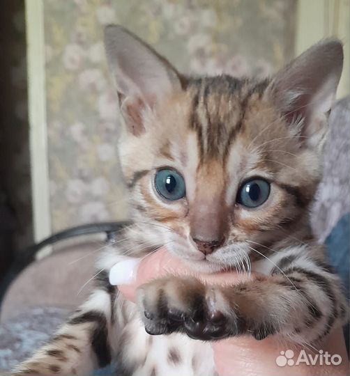 Бенгальская