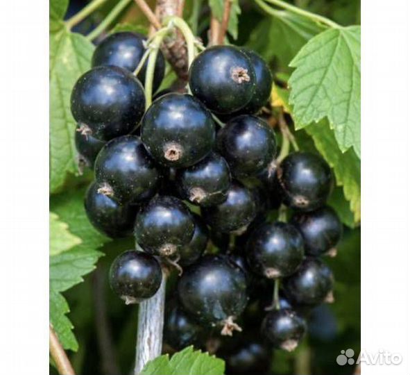 Смородина черная зкс