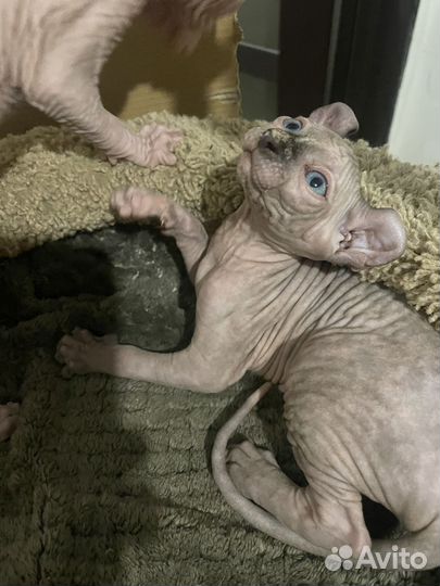 Канадский сфинкс