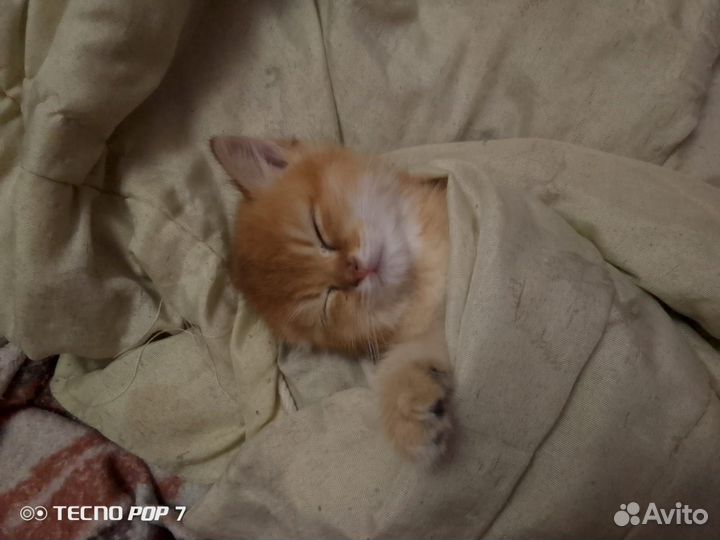 Британская золотая шиншилла котёнок