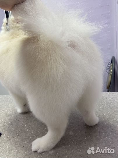 Грумер стрижка собак