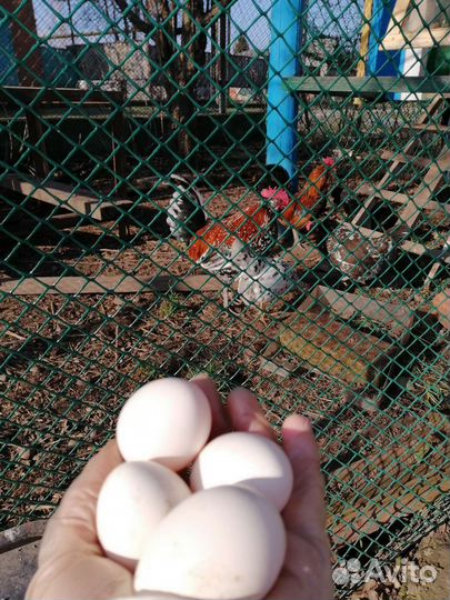 Куры бентамки