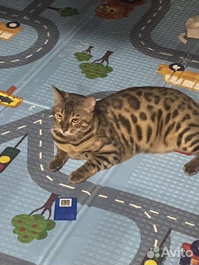 Бенгальский кот вязка