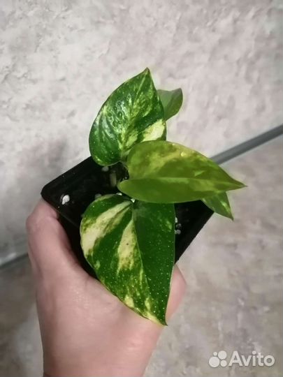 Цветы