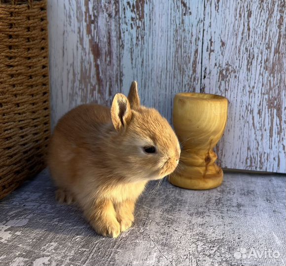 Декоративные крольчата, карликовые малыши минор